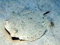 Kambalka středozemní, Bothus podas, Wide-eyed flounder     - http://fishbase.org/images/species/Bopod_u4.jpg