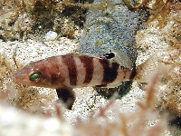 Kanic hnědý, Serranus hepatus, Brown comber - http://natuurlijkmooi.net/images/serhepa.jpg