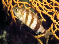 Kanic hnědý, Serranus hepatus, Brown comber - http://www.fishbase.org/images/species/Sehep_u0.jpg