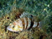 Kanic hnědý, Serranus hepatus, Brown comber - http://www.fishbase.org/images/species/Sehep_u1.jpg