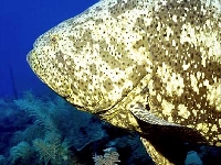 Kanic itajara, Epinephelus itajara, Atlantic goliath grouper - http://www.robertosozzani.it/Cuba2/images/jew04.JPG