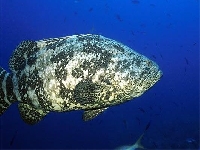 Kanic itajara, Epinephelus itajara, Atlantic goliath grouper - http://www.robertosozzani.it/Cuba2/images/jew01.JPG