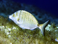Kanic ostrohlavý, Diplodus puntazzo  , Sharpsnout seabream - http://www.fishbase.org/images/species/Dipun_u2.jpg