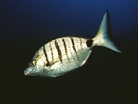 Kanic ostrohlavý, Diplodus puntazzo  , Sharpsnout seabream - http://www.fishbase.org/images/species/Dipun_u1.jpg