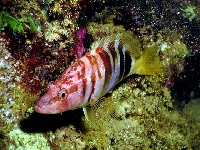 Kanic písmenkový, Serranus scriba, Painted comber - http://www.fishbase.org/images/species/Sescr_u3.jpg