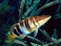 Kanic písmenkový, Serranus scriba, Painted comber - http://www.recif-france.com/Database/images/serranus_scriba.jpg