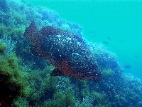 Kanic, Epinephelus guaza, Gruper - http://bluediver34.free.fr/cerbere/imagecerbere/poissons/epinephelus%20_dr.jpg