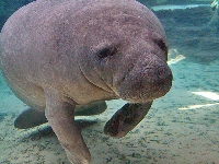 Kapustňák širokonosý, Trichechus manatus, West Indian Manatee - http://i.pbase.com/o6/07/758307/1/86693479.lSt0nTDu.MANATEE2P1RW.jpg