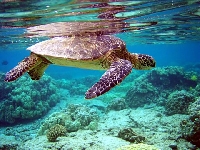 Kareta obrovská, Chelonia mydas, Green sea turtle - http://upload.wikimedia.org/wikipedia/commons/c/c0/Total_internal_reflection_of_Chelonia_mydas_.jpg