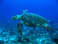 Kareta pravá, Eretmochelys imbricata, Hawksbill Turtle - http://upload.wikimedia.org/wikipedia/commons/b/ba/Hawksbill_Turtle.jpg