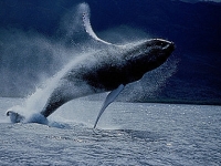 Keporkak, Megaptera novaeangliae, Humpback Whale - http://oceans.greenpeace.org/cs/photos-audio-video/photos/keporkak-megaptera-novaeangli