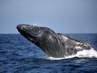 Keporkak, Megaptera novaeangliae, Humpback Whale - http://www.solaster-mb.org/mb/images/hepburn-mex-%20megaptera-novaeangliae-wl.JPG