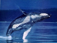 Keporkak, Megaptera novaeangliae, Humpback Whale - http://savci.upol.cz/gal/_19/k/keporkak_8.jpg