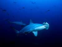 Kladivoun bronzový, Sphyrna lewini, Scalloped Hammerhead, Bronze hammerhead shark - http://www.sergeyphoto.com/underwater/sharks/hammerhead3.jpg