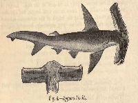 Kladivoun křídlohlavý, Eusphyra blochii, Winghead shark - http://upload.wikimedia.org/wikipedia/commons/b/b0/ZygaenaBlochiiDay.jpg