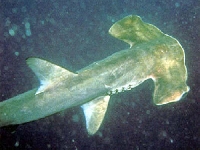 Kladivoun obecný, Sphyrna zygaena, Smooth hammerhead - http://www.maneatingsharks.com/Images/Hammerhead/hammerhead2.jpg