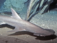 Kladivoun tiburo, Sphyrna tiburo, Bonnet Hammerhead