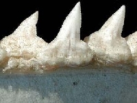 Kladivoun velký, Sphyrna mokarran, Great hammerhead  - http://www.discoverlife.org/IM/I_RR/0028/640/Sphyrna_mokarran,I_RR2852.jpg