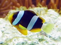 Klaun Clarkův, Amphiprion clarkii, Yellowtail clownfish, Clarks anemonefish - http://www.kaiyukan.com/aq/E04/harisenbon.jpg