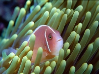 Klaun obojkový, Amphiprion perideraion, Pink anemonefish