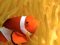 Klaun očkatý, Amphiprion ocellaris, Clown anemonefish