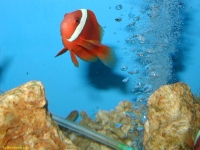 Klaun uzdičkatý, Amphiprion frenatus, Tomato clownfish