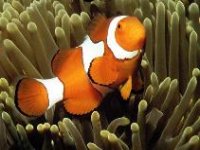 Klaun zdobený, Amphiprion percula, Clown anemonefish - http://www.fishbase.org/images/thumbnails/jpg/tn_Amper_uq.jpg