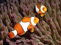 Klaun zdobený, Amphiprion percula, Clown anemonefish - http://www.fishbase.org/images/thumbnails/jpg/tn_Amper_ur.jpg