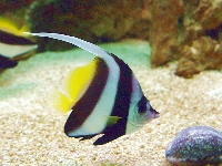 Klipka hrotcová, Heniochus acuminatus, Pennant coralfish - http://www.akwarium.gdynia.pl/galeria/Rybymorskietropikalne/images/Heniochus-acuminatus1.jpg