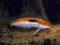 Kněžík duhový, Coris julis, Mediterranean rainbow wrasse - http://www.jjphoto.dk/fish_archive/aquarium_salt/coris_julis_2x.jpg