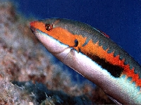 Kněžík duhový, Coris julis, Mediterranean rainbow wrasse - http://www.fishbase.org/images/species/Cojul_u1.jpg