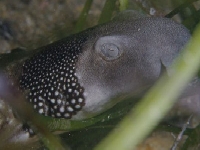 Kobercovec tasmánský, Parascyllium variolatum, Necklace carpetshark - http://www.austmus.gov.au/fishes/fishfacts/images/pvariolathd2.jpg