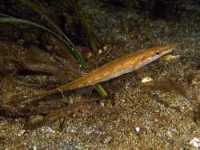 Koljuška mořská, Spinachia spinachia, Sea stickleback - http://shop.uwphoto.no/250/esv158cd597.jpg