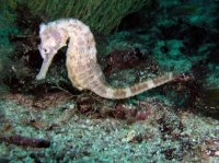 Koník mořský, Hippocampus guttulatus, Long-snouted seahorse - http://www.tethys.cz/galerie/2004galapagy/0141.jpg