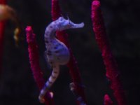 Koník mořský, Hippocampus guttulatus, Long-snouted seahorse - http://hlavoudolu.k-gallery.cz/pictures/t_7_4.jpg