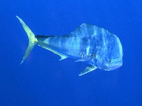 Koryféna velká, Coryphaena hippurus, Common dolphinfish - http://www.7days.dk/images/Fish/Fishes/guldmakrel/dorado2.jpg