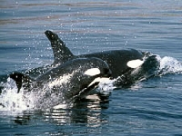 Kosatka dravá, Orcinus orca, Killer whale