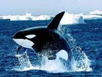 Kosatka dravá, Orcinus orca, Killer whale - http://wallpapers.screensavers.cz/admin/538/skakajici_velryba_a.jpg
