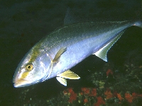 Kranas Dumerilův, Seriola dumerili, Greater amberjack - http://www.fishbase.org/images/species/Sedum_u1.jpg