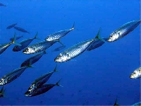 Kranas obecný , Trachurus trachurus, Atlantic horse mackerel - http://www.fishbase.org/images/species/Trtra_u2.jpg