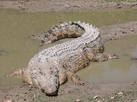 Krokodýl mořský, Crocodylus porosus, Saltwater crocodile - http://upload.wikimedia.org/wikipedia/commons/4/43/SaltwaterCrocodile%28%27Maximo%27%29.jpg