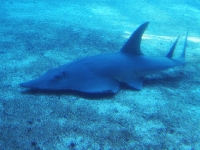 Kytarovec jemenský, Rhynchobatus djiddensis, Giant guitarfish - http://upload.wikimedia.org/wikipedia/commons/9/9e/Rhynchobatus_djiddensis_durban.jpg