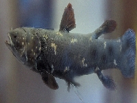 Latimérie podivná, Latimeria chalumnae, Coelacanth - http://upload.wikimedia.org/wikipedia/commons/3/3d/Latimeria_chalumnae01.jpg