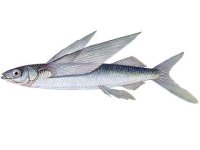 Letoun, Cheilopogon heterurus, Mediterranean flyingfish  - http://ryby.fishing.pl/images/spacer.gif