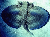 Letucha evropská, Dactylopterus volitans, Flying gurnard  - http://www.fishbase.org/images/species/Davol_u0.jpg