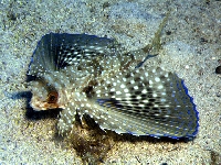 Letucha evropská, Dactylopterus volitans, Flying gurnard  - http://www.fishbase.org/images/species/Davol_u2.jpg