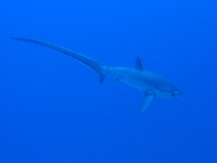Liškoun obecný, Alopias vulpinus, Thintail thresher     - http://shopping.requins.free.fr/img/alo_vul.jpg