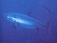 Liškoun pelagický, Alopias pelagicus, Pelagic thresher - http://upload.wikimedia.org/wikipedia/commons/4/4e/Alopias_pelagicus_1.jpg