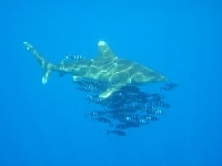 Lodivod mořský, Naucrates ductor, Pilotfish - http://la.sirene.free.fr/images/photos/Requins/Longimanus%20(simon2).JPG