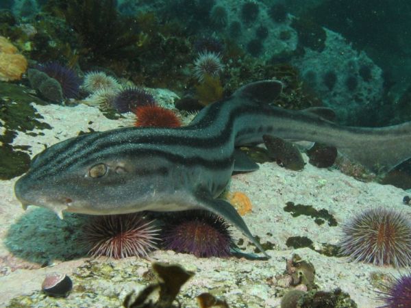 Máčka africká, Poroderma africanum, Striped catshark - http://upload.wikimedia.org/wikipedia/commons/3/31/Poroderma_africanum.jpg